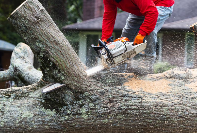 Local Tree Removal pros at work