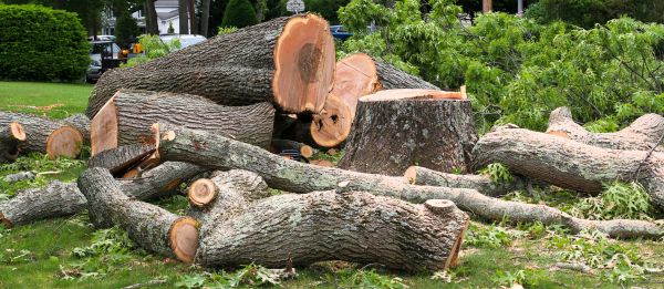 Large Tree Removal in Roswell