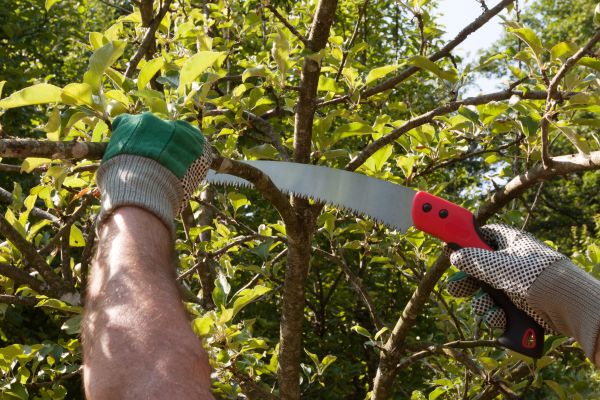 Small Tree Removal in Roswell