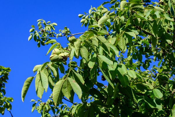 Walnut Tree Removal in Roswell
