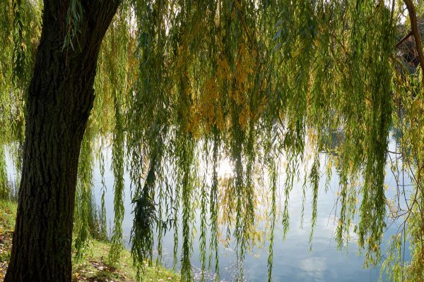 Willow Tree Removal in Roswell