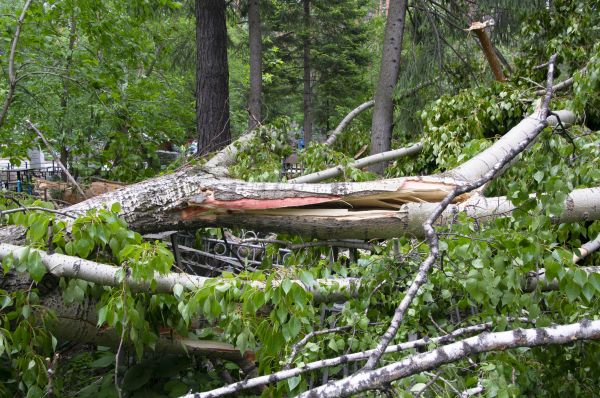 Birch Tree Removal in Roswell