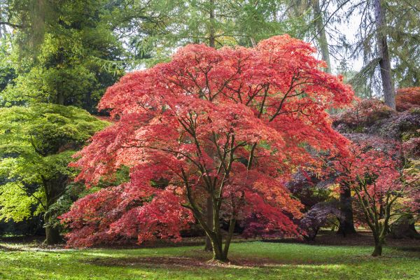 Maple Tree Removal in Roswell