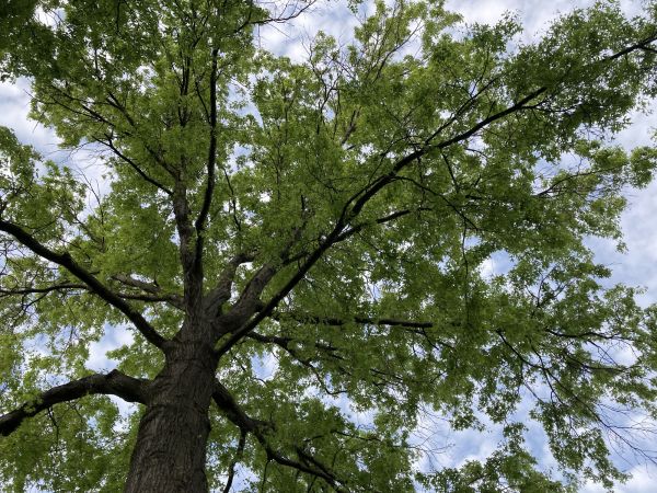 Oak Tree Removal in Roswell