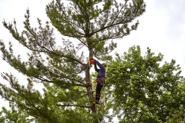 Pine Tree Removal in Roswell