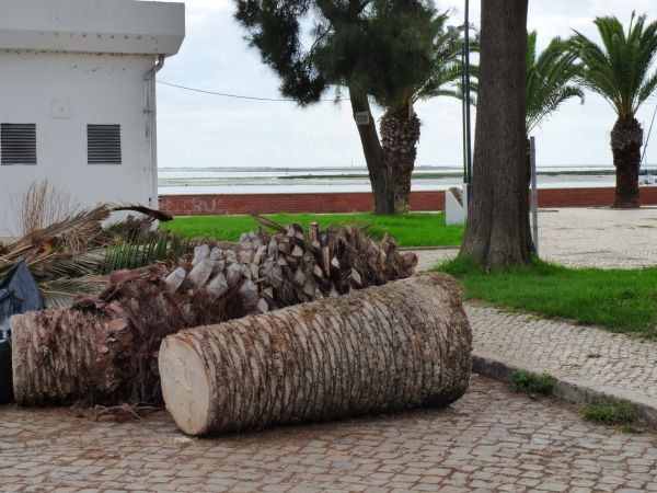 Palm Trees Removal in Roswell