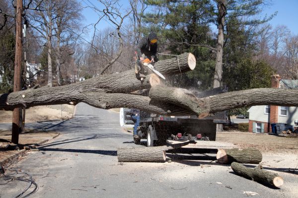 Residential Tree Removal in Roswell