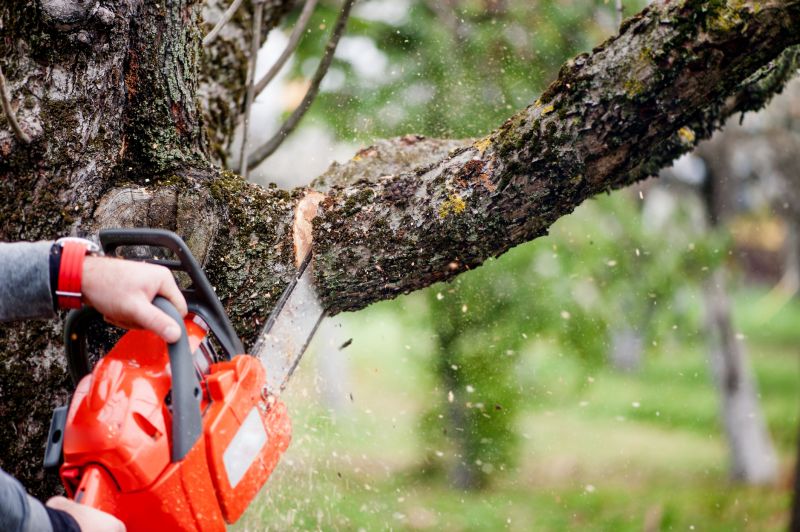 Apple Tree Removal