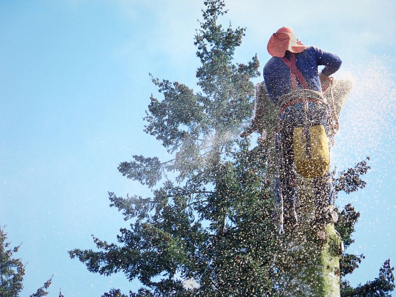 Apple Tree Removal