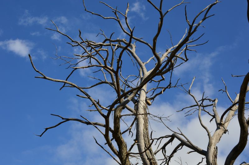 Dead Tree Removal