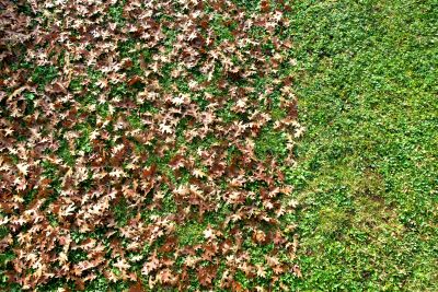 Landscape Maintenance