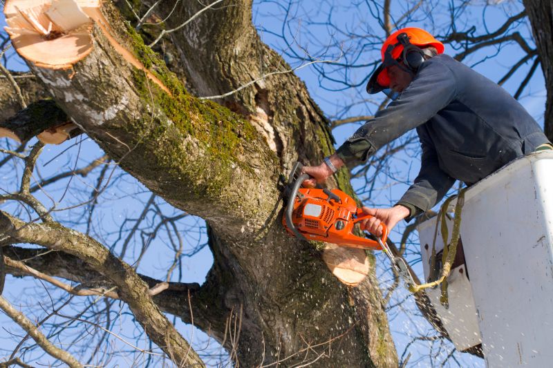 Tree Removal Team