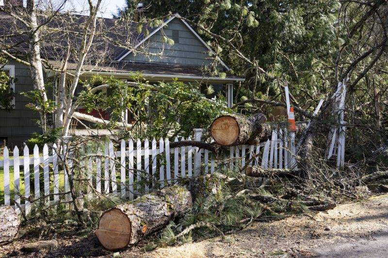 Fallen Tree Removal