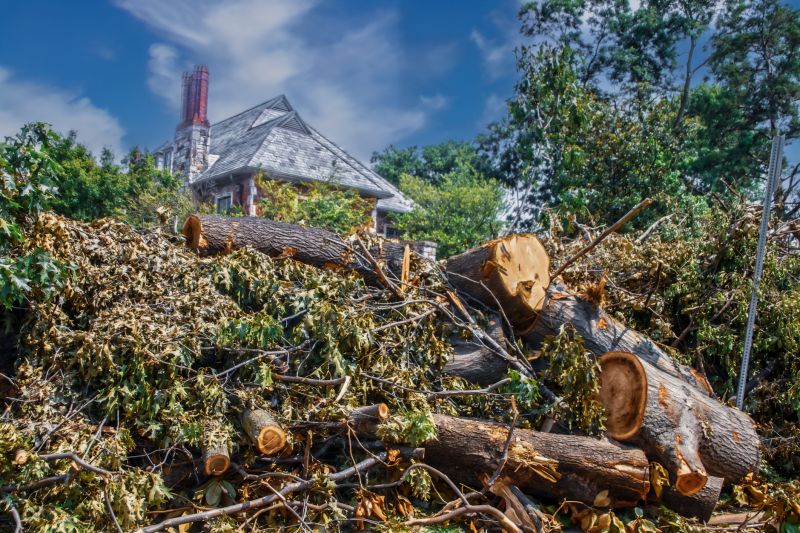 Maple Tree Removal