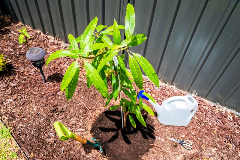 Mimosa Tree Removal
