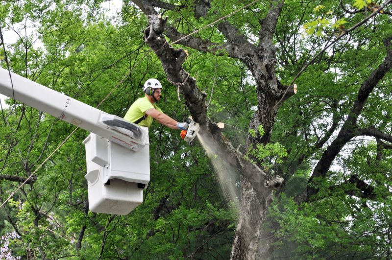 Small Tree Removal