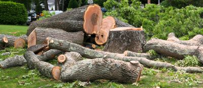 Tree Removal Service