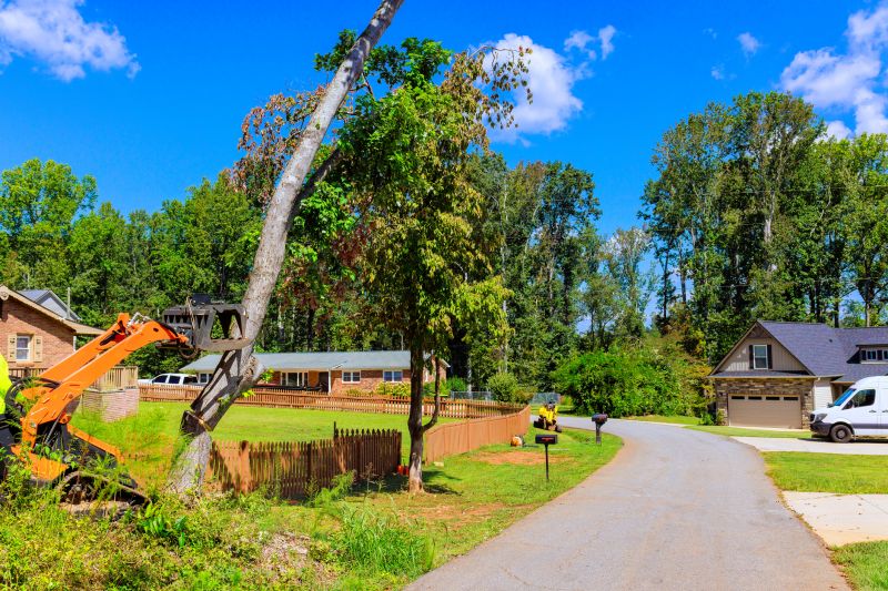 Tree Removal Service