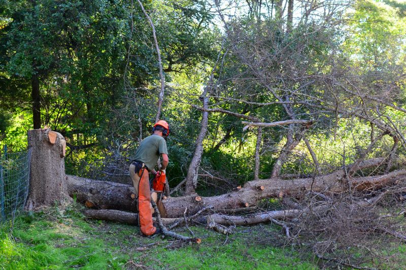 Tree Removal Service