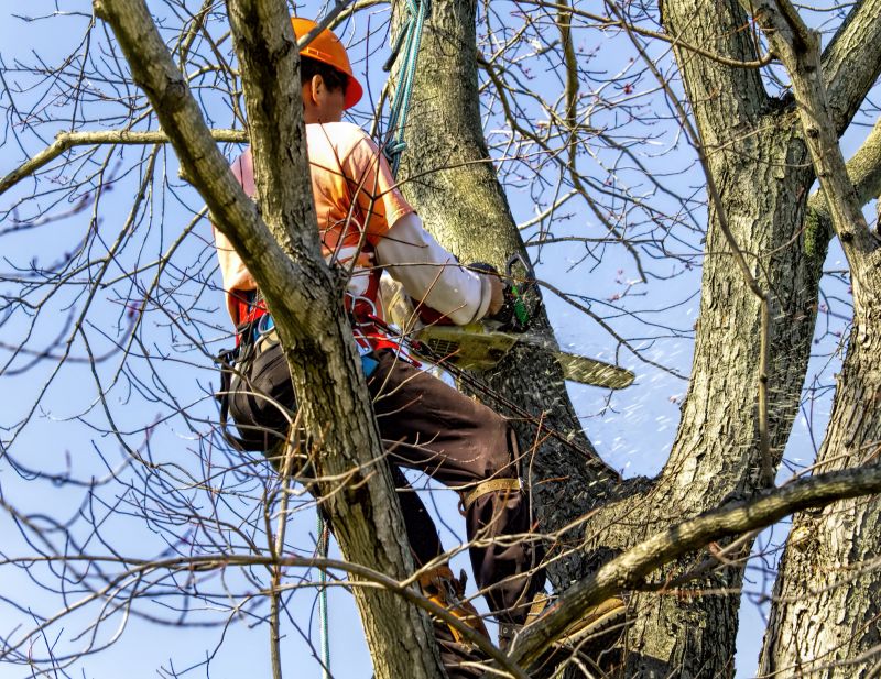Tree Removal in Snow