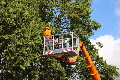 Spring Tree Assessment