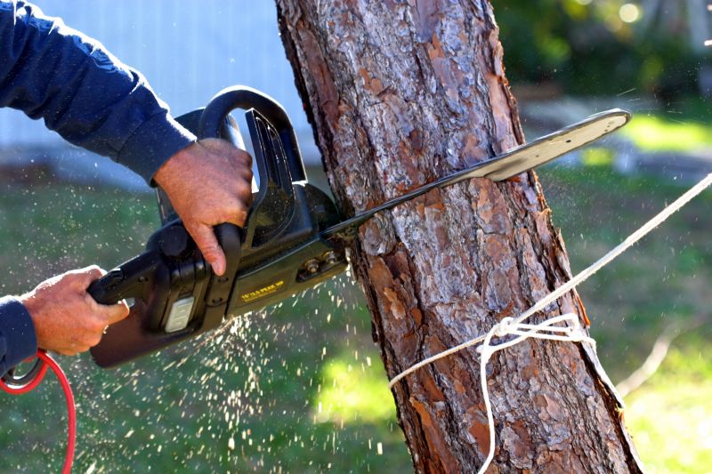 Tree Felling Process