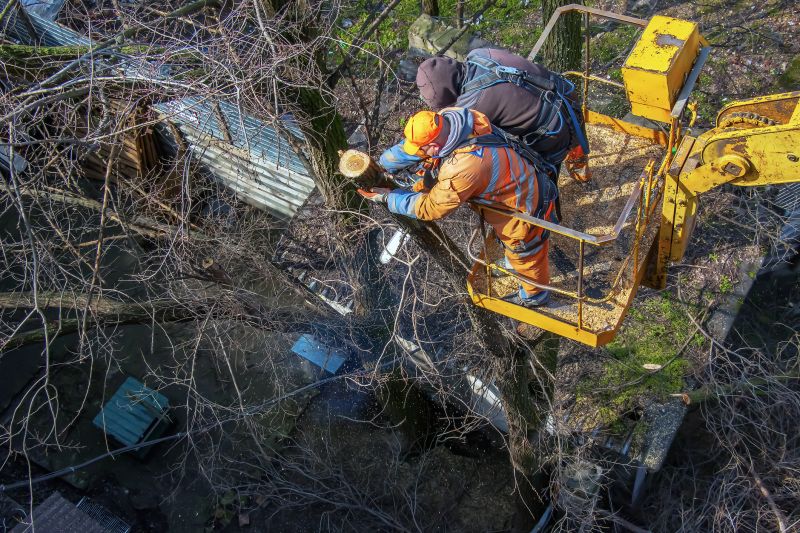 Tree Removal Equipment in Winter