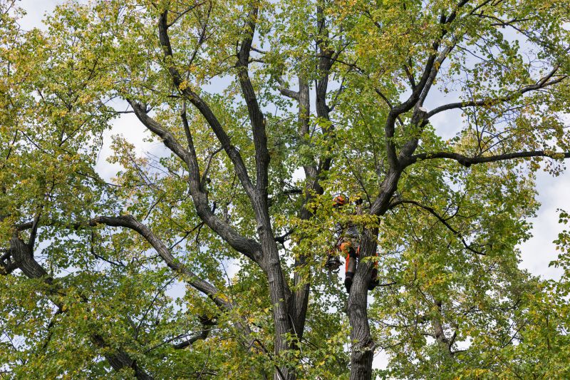 Autumn Tree Felling