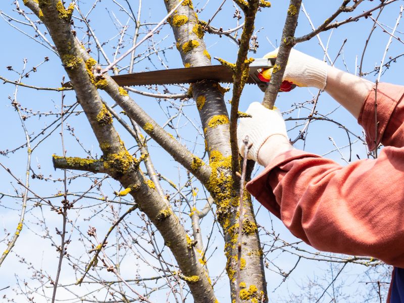 Municipal Tree Services