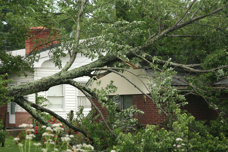 Emergency Tree Removal Teams